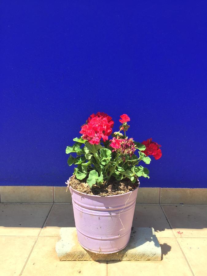 Quinta Azul Oaxaca Villa Eksteriør billede